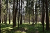Лесной простор премиум - 